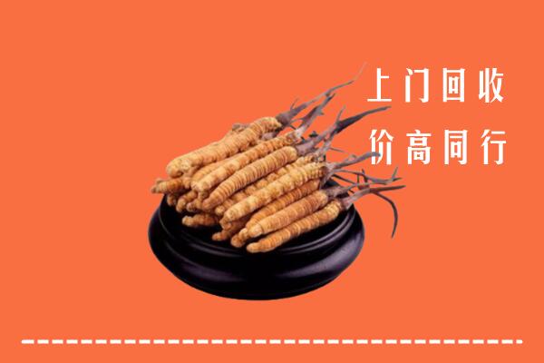 高价求购：个旧市回收散虫草
